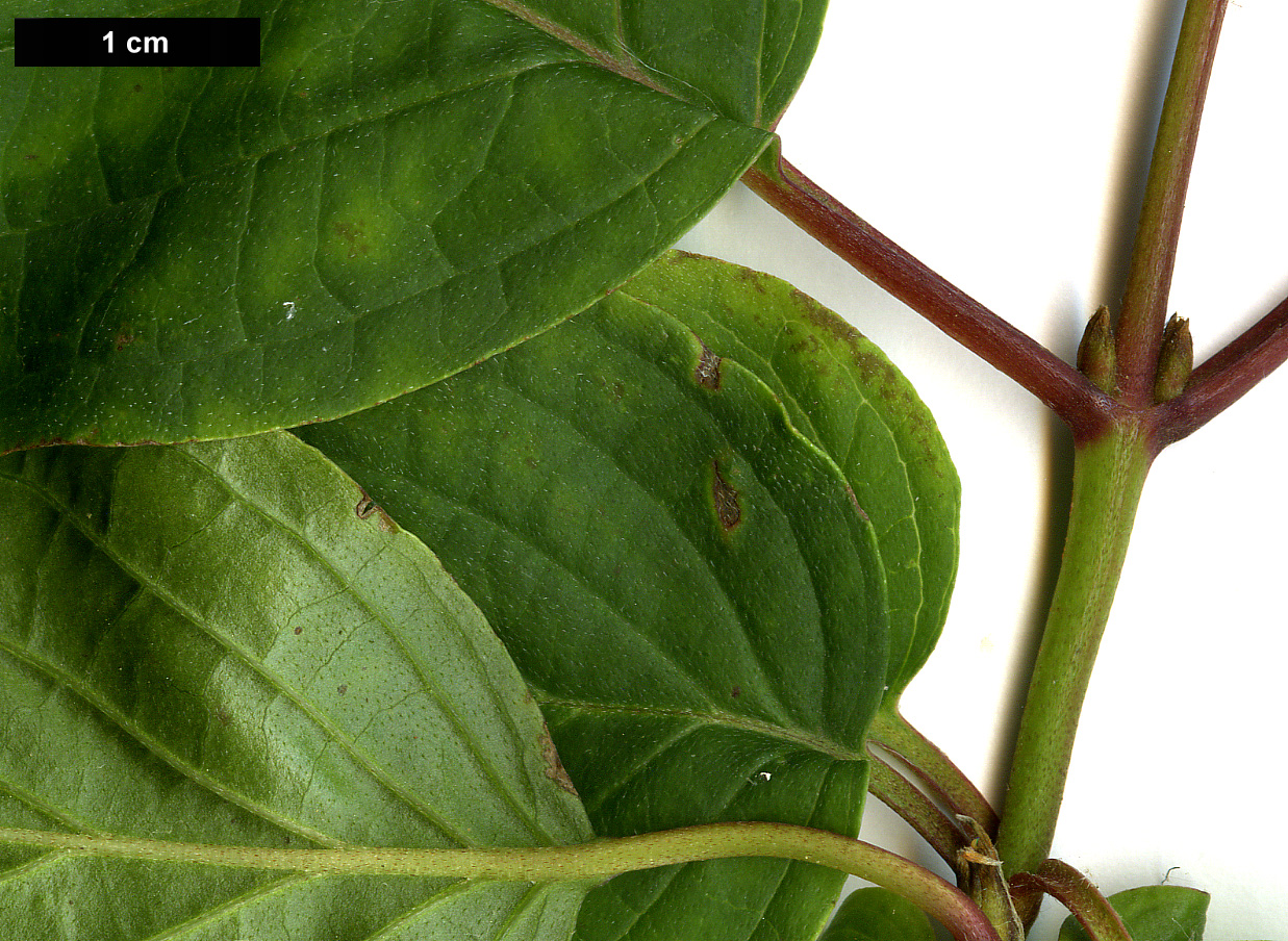 High resolution image: Family: Cornaceae - Genus: Cornus - Taxon: sanguinea - SpeciesSub: subsp. australis